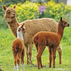 Calendario 2022 Alpacas 30x30