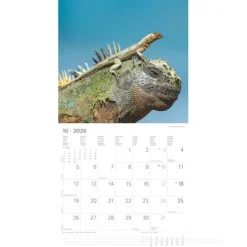 Calendario 2026 Animal Friendship cm 30x30