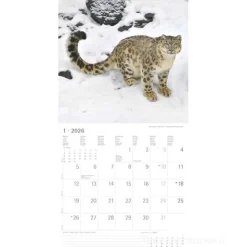 Calendario 2026 Big Cats cm 30x30