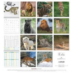 Calendario 2026 Big Cats cm 30x30