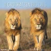 Calendario 2024 Big Cats cm 30x30