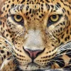 Calendario 2022 Big Cats 30x30