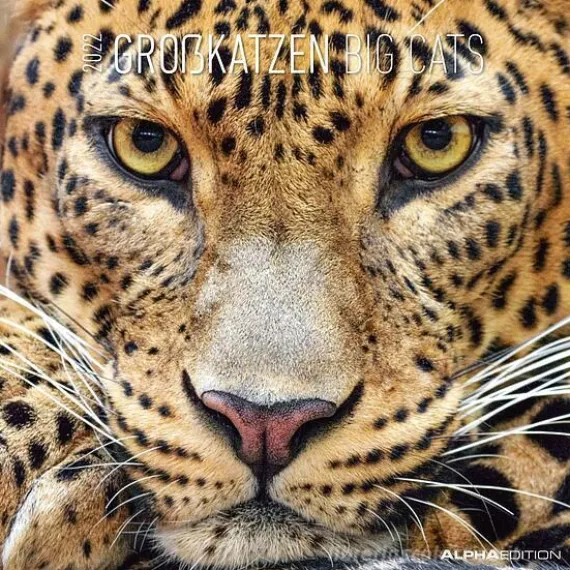 Calendario 2022 Big Cats 30x30