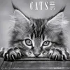 Calendario 2019 Cats by Sabine Rath 30x30 cm