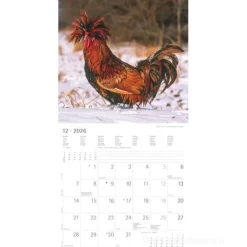 Calendario 2026 Chickens cm 30x30