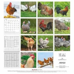 Calendario 2025 Chickens cm 30x30