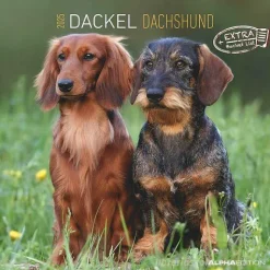 Calendario 2025 Dachshund cm 30x30