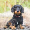 Calendario 2024 Dachshund cm 30x30