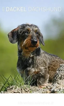 Calendario 2021 Dachshund 23,7x34