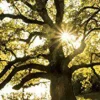 Calendario da muro Alberi 2018