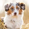 Calendario da muro Cani 2018