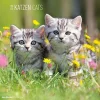 Calendario da muro Gatti 2018