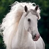 Calendario 2017 Da Muro Horses