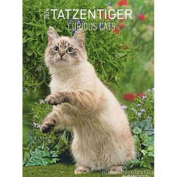 Calendario da parete 2024 Curious Cats cm 29,7x42