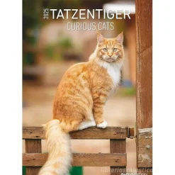 Calendario da parete 2025 Curious Cats cm 29,7x42