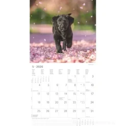Calendario 2026 Dogs cm 30x30