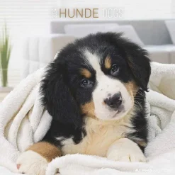 Calendario 2024 Dogs cm 30x30