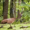 Calendario 2022 Forest Animals 30x30