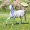Calendario 2025 Horses cm 30x30