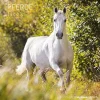 Calendario 2022 Horses 30x30