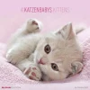 Calendario 2016 kittens