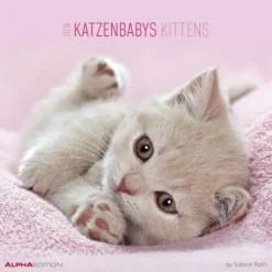 Calendario 2016 kittens