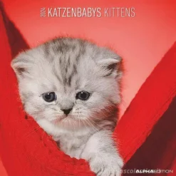 Calendario 2024 Kittens cm 30x30