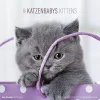 Calendario 2019 Kittens 30x30 cm