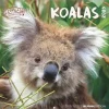 Calendario 2026 Koalas cm 30x30