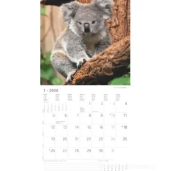 Calendario 2026 Koalas cm 30x30