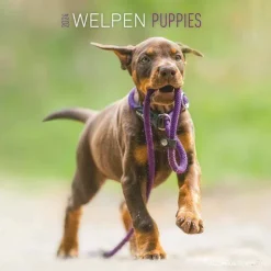 Calendario 2024 Puppies cm 30x30