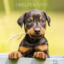 Calendario 2019 Puppies 30x30 cm