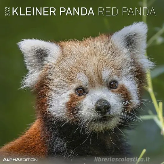 Calendario 2022 Red Panda 30x30