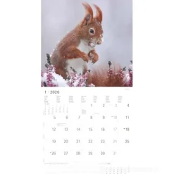 Calendario 2026 Squirrels cm 30x30