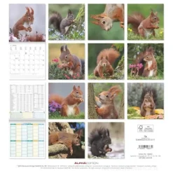 Calendario 2026 Squirrels cm 30x30