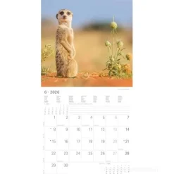 Calendario 2026 Suricates cm 30x30