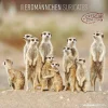 Calendario 2025 Suricates cm 30x30