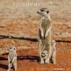 Calendario 2023 Suricates 30x30