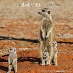 Calendario 2023 Suricates 30x30
