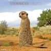 Calendario 2022 Suricates 30x30