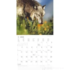 Calendario 2026 Wolves cm 30x30