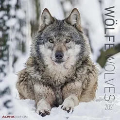 Calendario 2021 Wolves 30x30