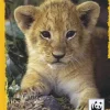 Diario 2017-2018 WWF 12 mesi giallo