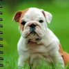 Dogs and Puppies 2020. Agenda giornaliera spiralata large